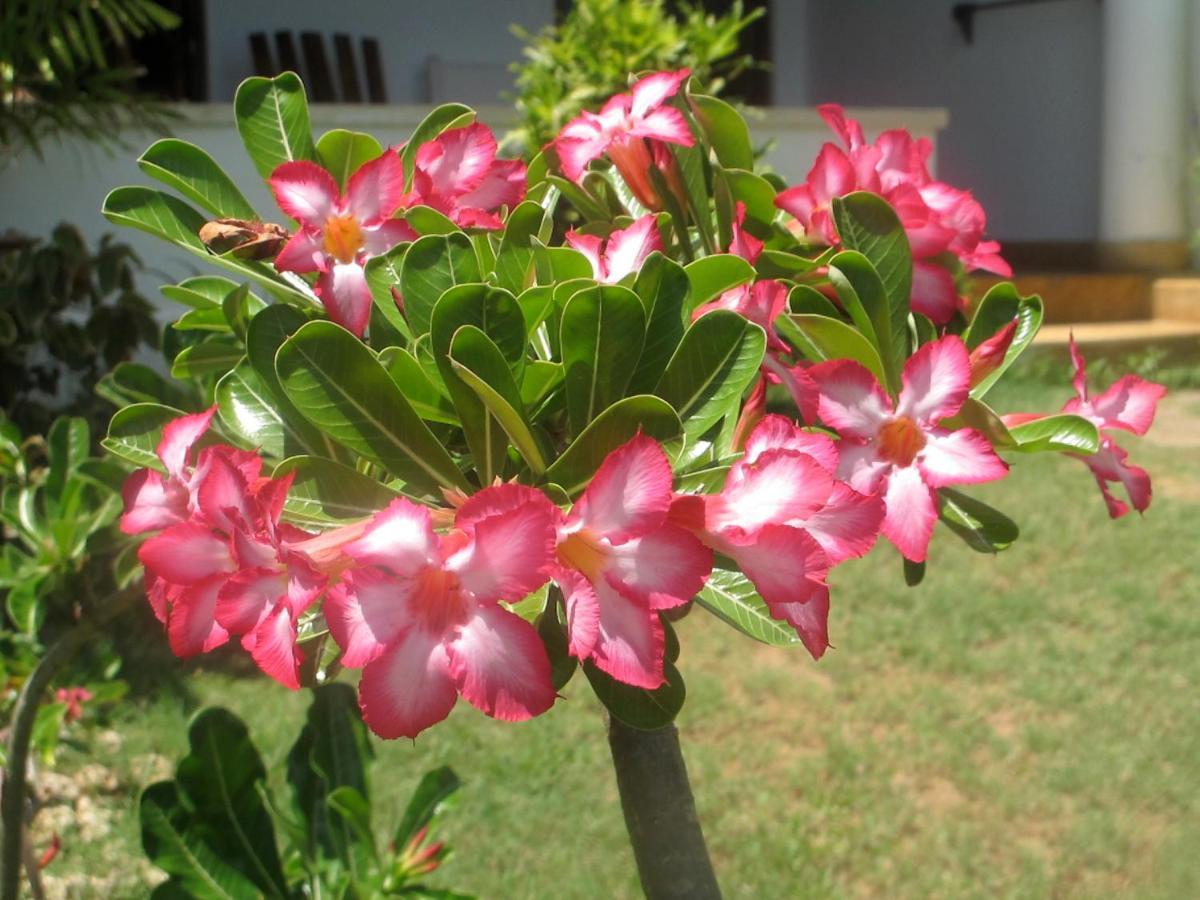 Peponi Hotel Lamu - Kenya Shela Екстериор снимка